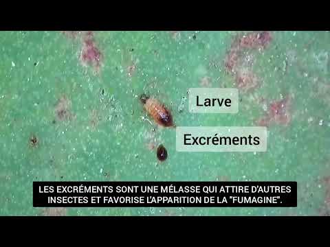 Attaque de thrips observée sur Aloe arborescens.