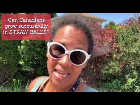 EXPERIMENT! Can a Canadian grow squashes in straw bales? | VLOG