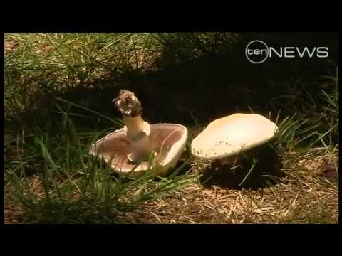 Mushroom poisoning claims two