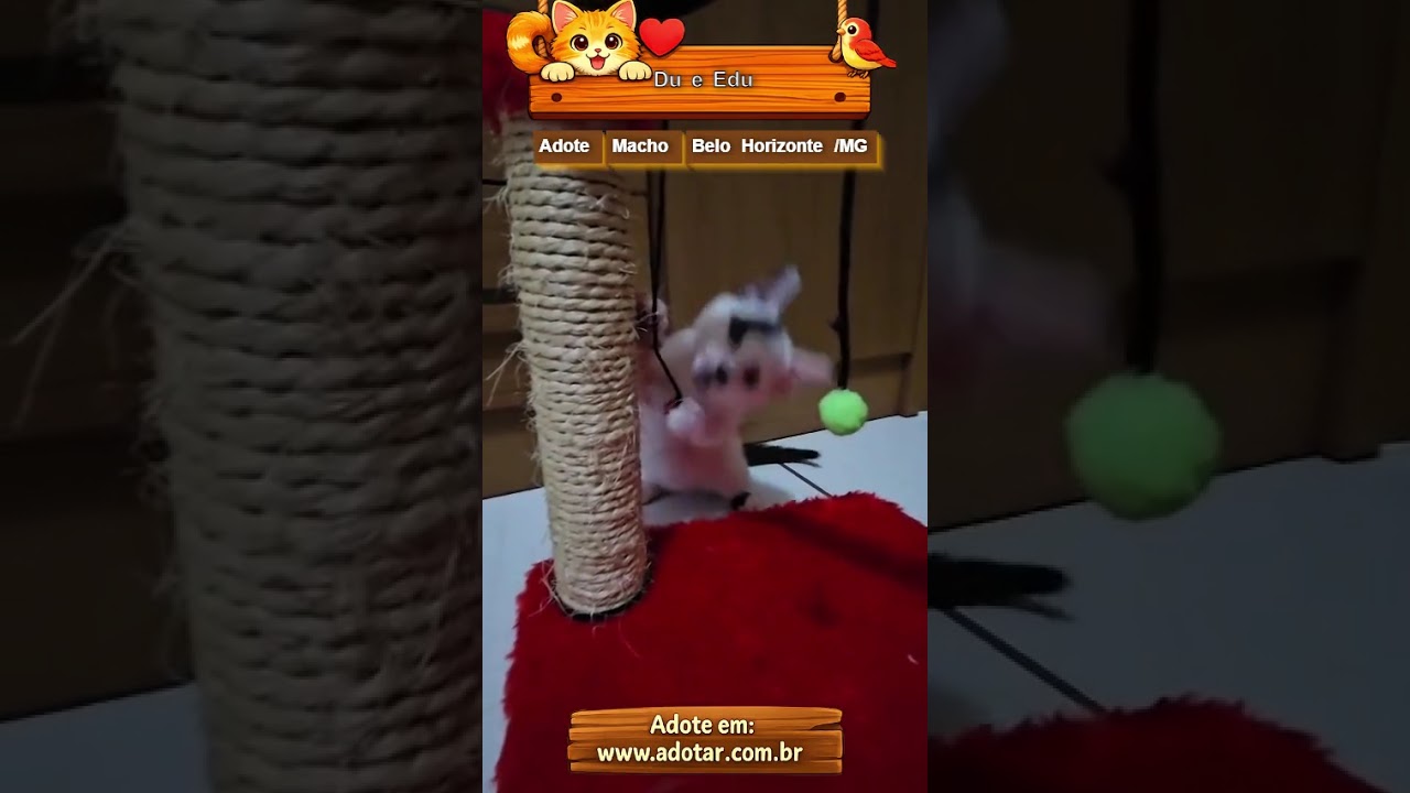 Gato raça SRD-ViraLata idade 2 a 6 meses nome Du e Edu