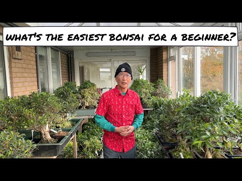 初心者にとって最も簡単な盆栽は何ですか?