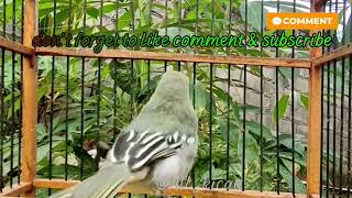 Download lagu Burung sirtu bernyanyi dengan merdu. mp3