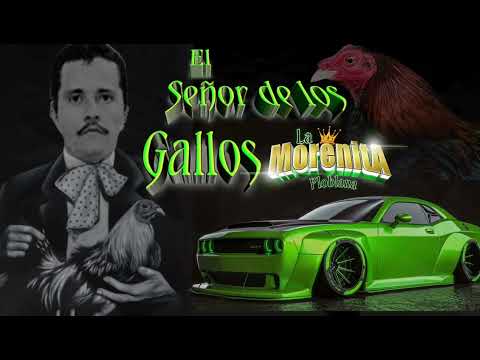 el señor de los gallos //Los Alegres Del Barranco
