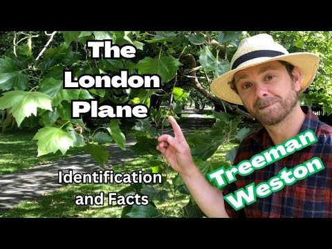 شناسایی درخت چنار لندن (Platanus × Hispanica)