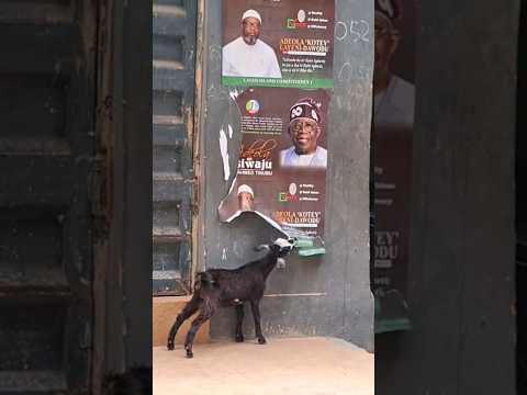 Goat spotted biting off Tinubu poster, this hunger don reach everywhere