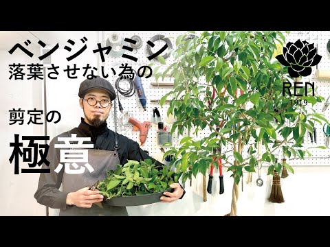 ベンジャミン・デレサートについて詳しく解説