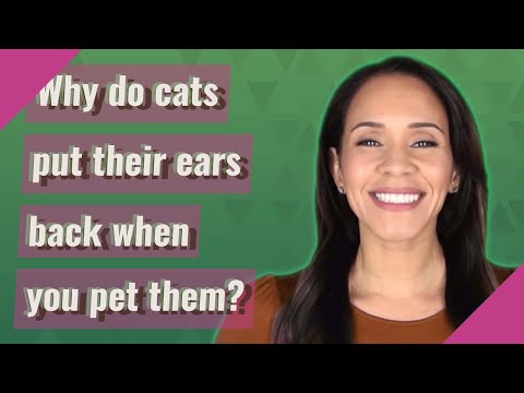 Why do cats put their ears back when you pet them?