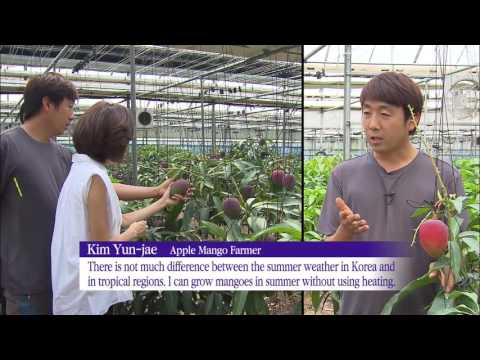 Tropical Fruit Farming