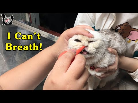 Saving and Healing for “shortness of breath” Cat | Vietnam Animal Vet clinic