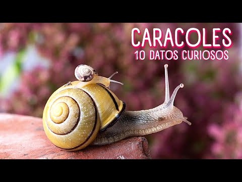 LOS CARACOLES 🐌10 COSAS SOBRE LOS CARACOLES 🐌  DATOS CURIOSO DE LOS CARACOLES #caracoles