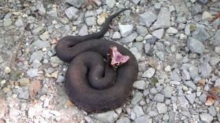preview picture of video 'cottonmouth threat display (water moccasin)'
