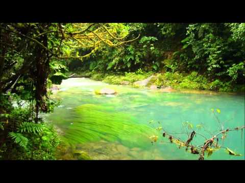 El Yunque Rainforest in Puerto Rico nature sounds puerto rico