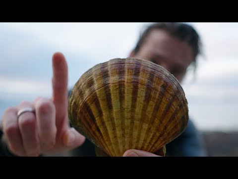 What happened to the fish? Winter spearfishing in England