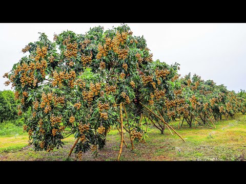 Longan