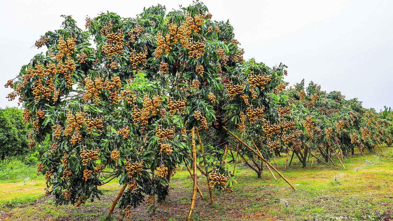 Growing and Harvesting Longan Thousands of Tons in My Village to Sell - Agriculture Technology