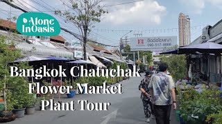 Bangkok Chatuchak Flower Market Plant Tour | In Search of Staghorn & Exotic Aroid Plant Seller