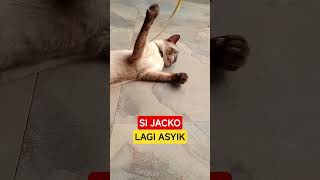 Download lagu SI JACKO LAGI ASYIK#kucingimut #kucingpintar #kucinggemoy #fyp #fypシ #viralshorts #viralshort mp3