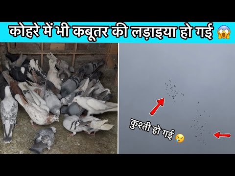 Kohre me kabootar lad gya 😱