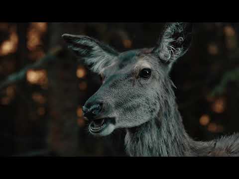 Investigating bacterial outbreaks of anthrax, Bacillus anthracis