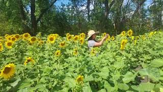 Sun Flowers in Grand Forks, ND