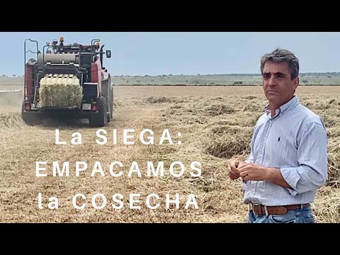Labores de Campo. La SIEGA. EMPACAMOS la COSECHA.