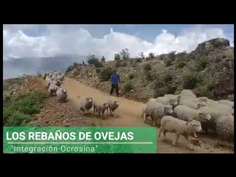 OCROS ANCASH PERU, RODEO DE MI PUEBLO