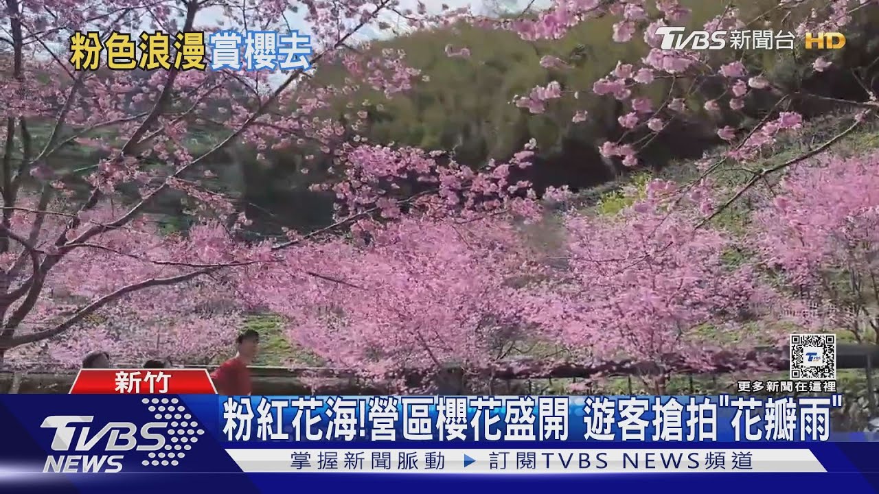 粉紅花海！　營區櫻花盛開遊客搶拍「花瓣雨」