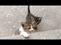 Kittens Meowing Loudly Searching For Mom Cat But Tux Came Instead Of Mom
