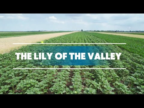 THE LILY OF THE VALLEY || HYMNAL WORSHIP || BRIDE OF CHRIST WORSHIP MINISTRY 