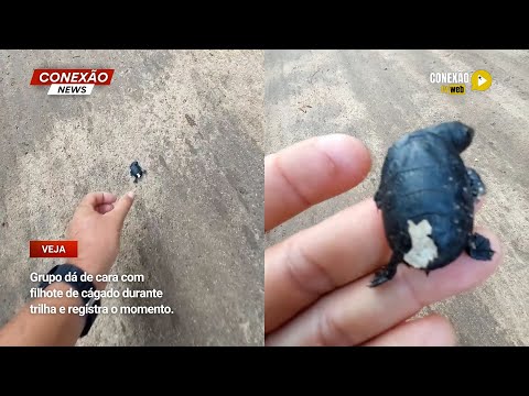 Vídeo: Grupo dá de cara com filhote de cágado durante trilha e registra o momento.