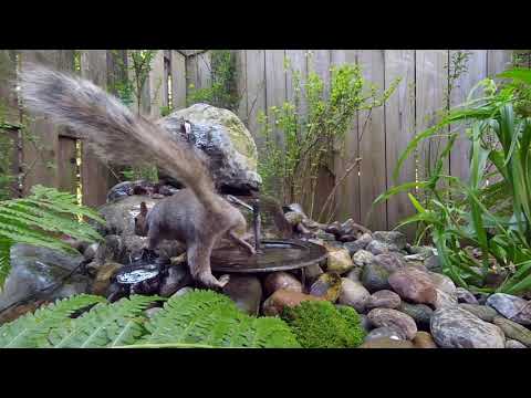 Lots of visitors at Bird Bath
