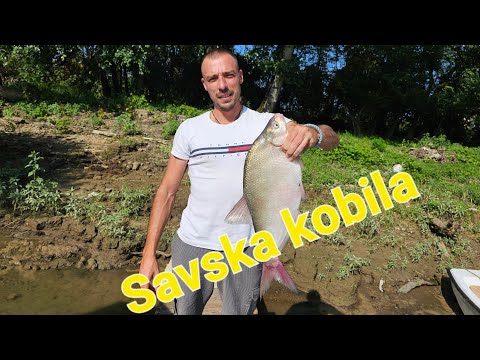 FEEDER PECANJE NA SAVI