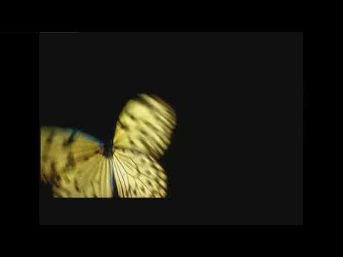 Locutora - Spot Afflelou EPHEMERE