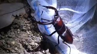 【ラジオ】深夜にカブトムシ狩り