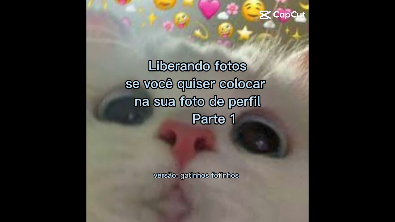 fotos de perfil versão: gatinhos fofinhos