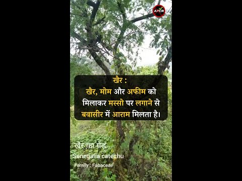 Treatment of Piles with Natural and Home Remedies  Senegalia catechu #antipiles #pilesclinic #piles