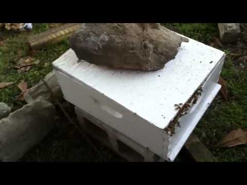 San Juan fiberglass pools Seabees and Honey Bees