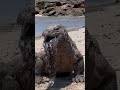 Giant Lizard, Komodo dragon, Eats 'Too Much' Meal!