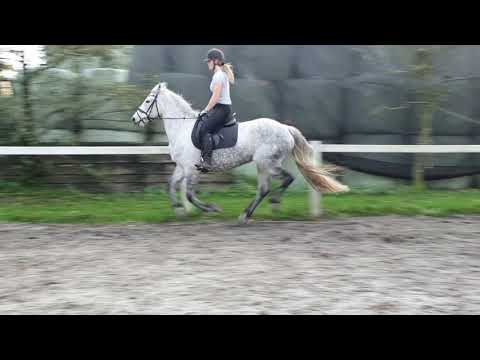 Topspeed Friesians Raya - Orlov trotter x friesian - mare