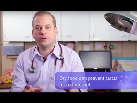 Vet Advice | Should I Feed My Dog Wet or Dry Food?