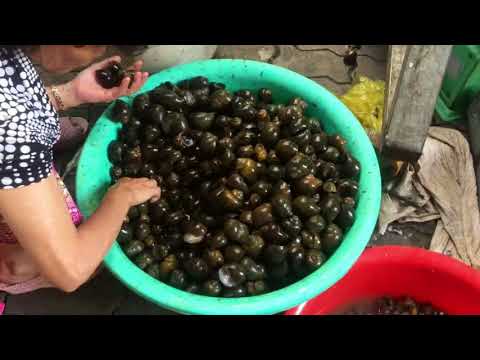 Fresh Vegetables , Fruits, Fishes, And Snails Selling In Phnom Penh Village Food Video