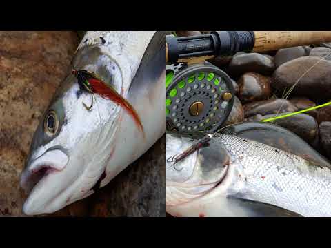 Perhonsidonta ja perhokalastus