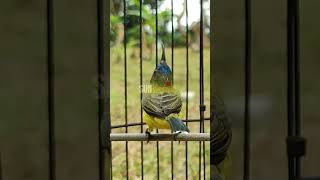 Download lagu TEMBAKAN DAHSYAT SOGON JANTAN #sogon #birds #sogongacorngobra #amthanhchim mp3
