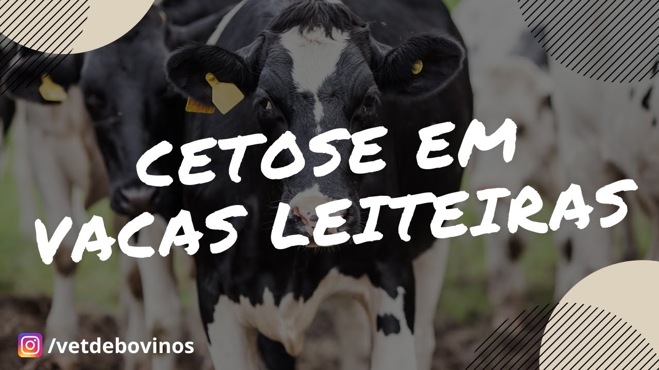 Cetose em Vacas Leiteiras #014