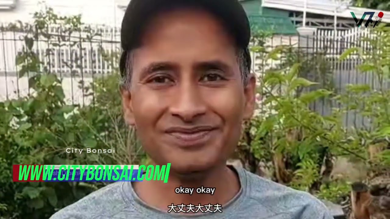 Philippine Bonsai: Resilience Amid Environmental Challenges