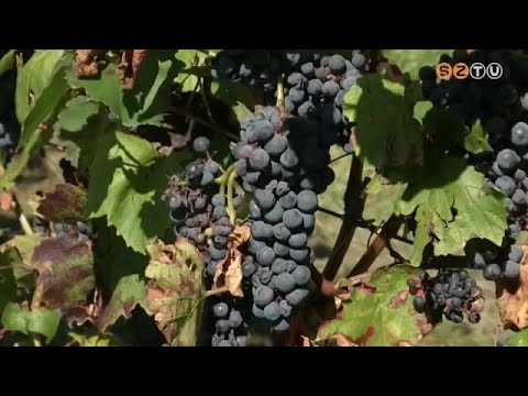 merevedés kővel az ureterben a legvastagabb férfi pénisz