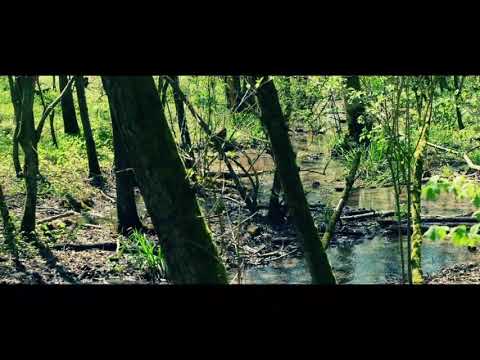 Wenn es nur einmal so ganz Stille wäre