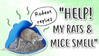 HOW TO REDUCE RAT & MOUSE ODOUR | Rodent replies