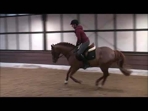 Small Hunter for sale