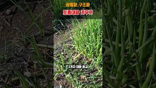 삼동파.구조파(토종대파)와 일반대파 3가지 대파키우기 #shorts #토종파